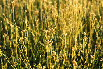 Image of yellow steams and grass 