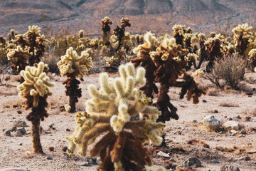 cactus in the desert