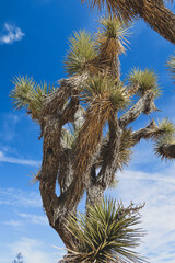 Joshua Tree