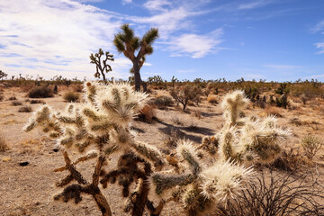 Joshua tree national park