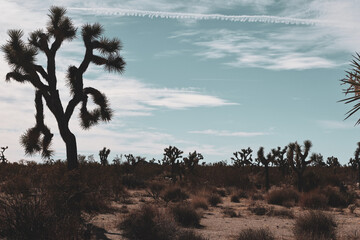 joshua tree national park