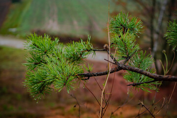 krajobraz leśny i polny © Krzysztof
