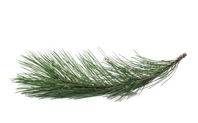 Pine branch isolated on white background