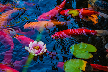 fish swimming in pond and flower in water