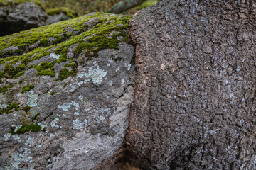 Tree trunk and a rock fused together in Beglik Tash ancient Thracian remains of rock sanctuary in Bulgaria