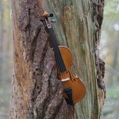 Eine Violine steht diagonal in Bild zwischen der Baumstamm und der Rinde eines altes Baumes. 