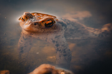 Krajobraz, zwierzęta © Krzysztof