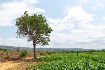 cornfield on a sunny day in the countryside in Brazil