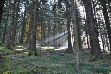Sonnenschein und Nebel im Wald am Morgen,Sunshine and fog in the forest in the morning