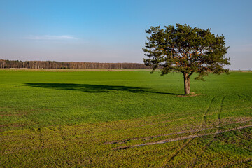 Krajobraz, zwierzęta © Krzysztof