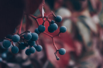 bunch of berries