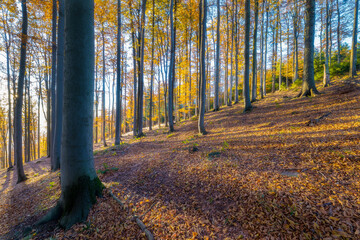 Fototapeta premium Autumn forest