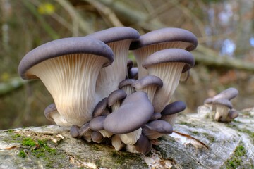 Group of mushrooms Pleurotus ostreatus (oyster mushroom, oyster fungus, hiratake) growing on trunk in forest. It is a common edible mushroom.