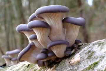 Group of mushrooms Pleurotus ostreatus (oyster mushroom, oyster fungus, hiratake) growing on trunk in forest. It is a common edible mushroom.