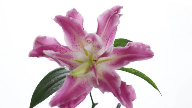 video with large pink lily flower
