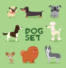 Cute dogs collection. Vector illustration of cartoon different breeds dogs, such as alaskan malamute, corgi, samoyed, border collie, doberman pinscher and pug in flat style. Isolated on white.