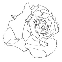 single rose isolated on white