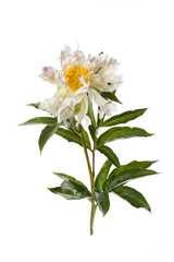 Funny  peony flower not even shape isolated on a white background.