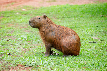 Capybara (Hydrochoerus hydrochaeris) isolated, sitting on grass in selective focus.Portrait