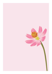 pink Cosmos flower Illustration