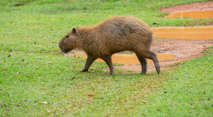 Capybara (Hydrochoerus hydrochaeris) , isolated, sideways, walking on grass in selective focus.