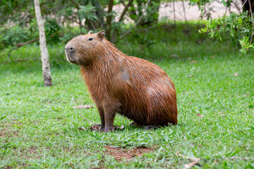 Fototapeta premium Capybara (Hydrochoerus hydrochaeris) isolated, sitting on grass in selective focus.
