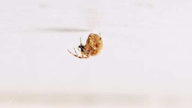 Araneus diadematus. Crusader spider eats a treehopper caught in its spider web.