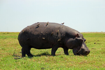 Selective of a huge hippo in a field