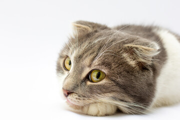 Portrait of scottish fold cat lying on light gray background