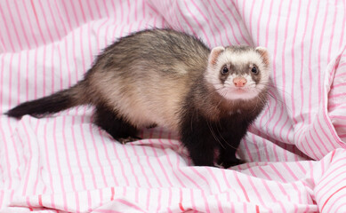 The ferret sleeps on the bed