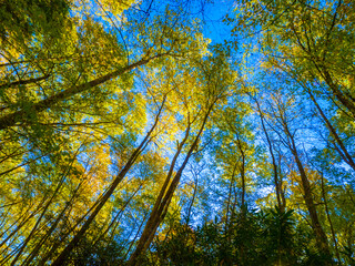 Looking up into early fall colored trees with blue sky in Great Smoky Mountains National Park in North Caroilina USA