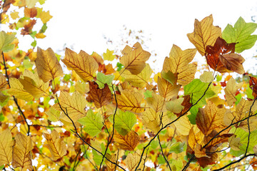 An autumn walk in the local recreation area Sechs Seenplatte Duisburg, North Rhine-Westphalia