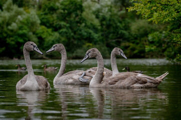 Juvenile mute swan cygnet, cygnus olor