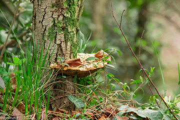 Huba grzyb © Aga