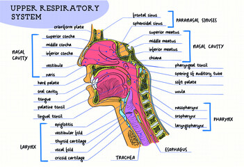 human respiratory system digital circuit