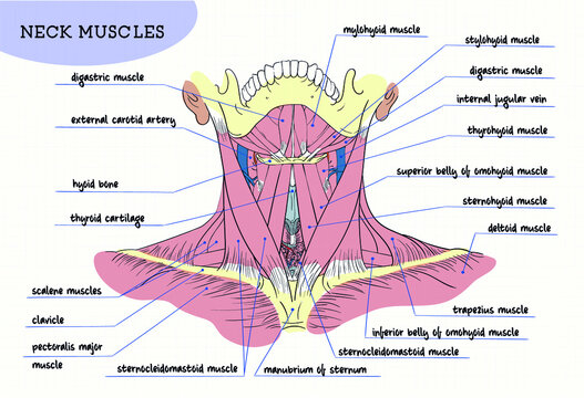human neck muscles structure figure digital front