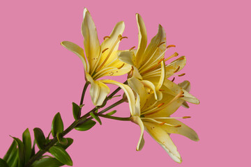Branch of yellow lilies isolated on a pink background.