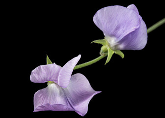 Violet flower of sweet pea, isolated on black background