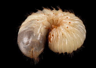 May beetle larvas, lat. Melolontha , Phyllophaga, isolated on black background