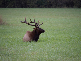 A single male Elk or  Manitoban Elk, in a field near Oconaluftee Visitor Center in Great Smoky Mountains National Park in North Carolina USA