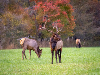 Naklejka na ściany i meble Elk or Manitoban Elk, in field near Oconaluftee Visitor Center in Great Smoky Mountains National Park in North Carolina USA