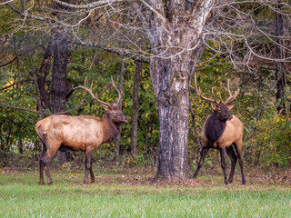 Naklejka na ściany i meble Two Elk or Manitoban Elk sparring near Oconaluftee Visitor Center in Great Smoky Mountains National Park in North Carolina USA