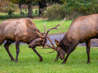 Two Elk or  Manitoban Elk sparring  near Oconaluftee Visitor Center in Great Smoky Mountains...