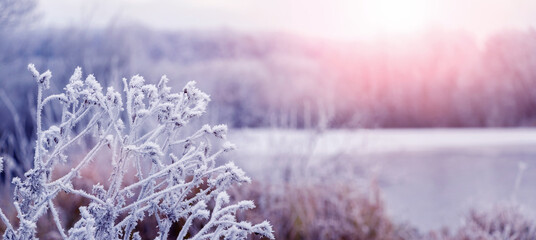 Winter landscape with frost-covered plants by the river in sunny weather during sunrise