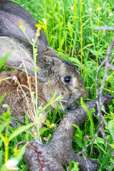 Big gray rabbit breed Vander on the green grass. Rabbit eats grass. Breeding rabbits on the farm