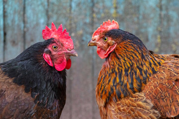 Two chickens against each other close up, portraits of chickens