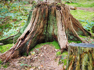 Baumstumpf