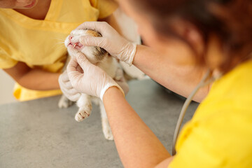 Photo of routine examination of cat at doctor office