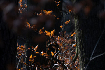 jesienne słońce oświetlające złote liście w lesie - obrazy, fototapety, plakaty