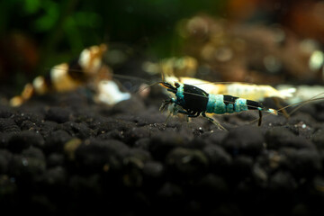 Taiwan bee blue bolt shrimp aquarium pets freshwater hobby